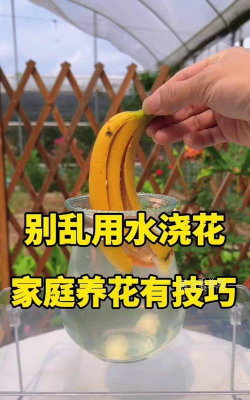 家庭养花用生根粉