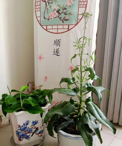 家庭养花用生根粉