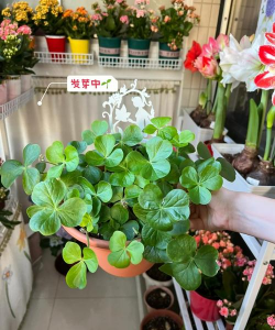 家庭养花用生根粉