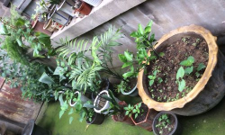 家庭养花用生根粉