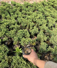 珍珠地柏盆景如何修剪