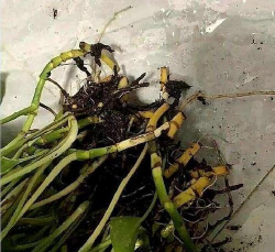 家庭养花用生根粉