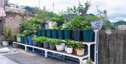 家庭养花用生根粉