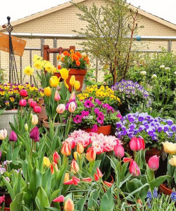 家庭养花用生根粉