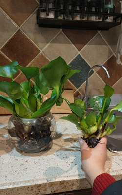 家庭养花用生根粉