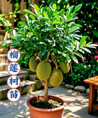 养花牛人种榴莲