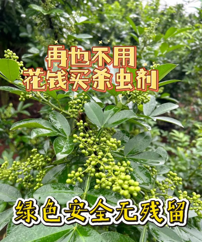 家庭养花用生根粉