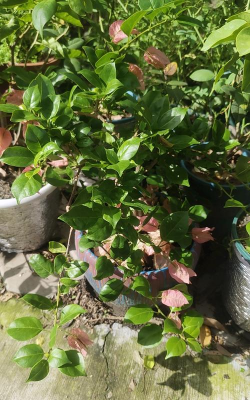 家庭养花用生根粉