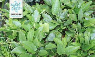 水兰 宽叶泽苔草 泽泻科泽