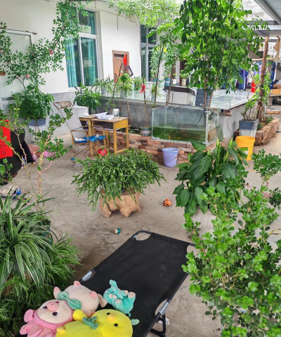 家庭养花用生根粉