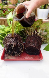 家庭养花用生根粉