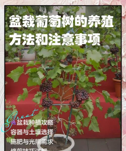 用葡萄水养花好吗