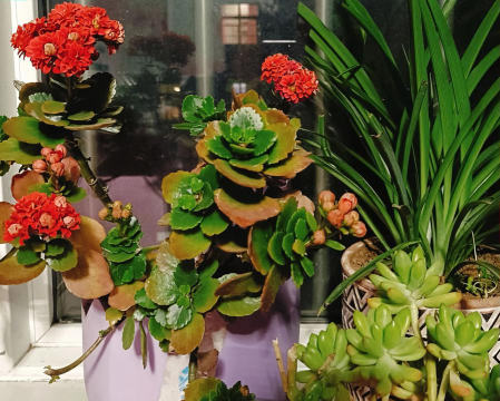 家庭养花用生根粉