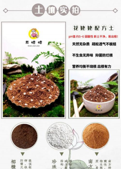 家庭养花用生根粉