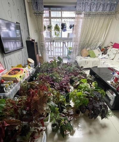 家庭养花用生根粉