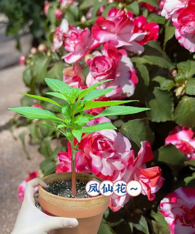 家庭养花用生根粉