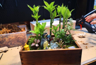 家庭养花用生根粉