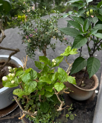 家庭养花用生根粉