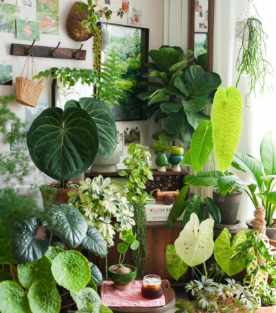 家庭养花用生根粉