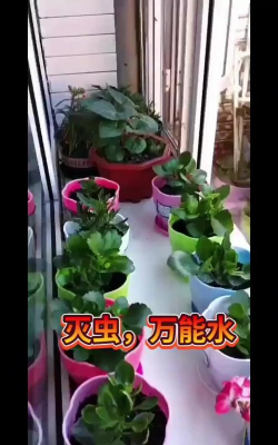 家庭养花用生根粉