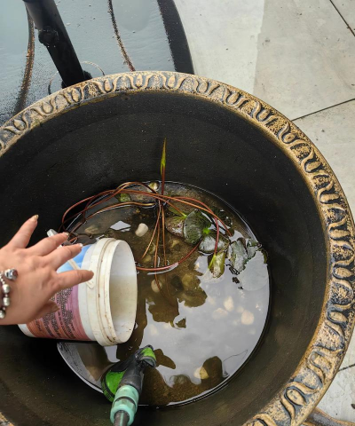 玫瑰花怎么养才不会枯萎，掌握浇水施肥技巧，轻松延长花期