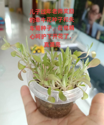 玫瑰花怎么养才不会枯萎，掌握浇水施肥技巧，轻松延长花期