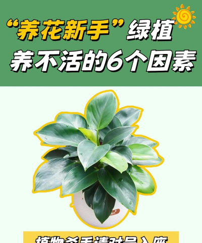 玫瑰花怎么养才不会枯萎，掌握浇水施肥技巧，轻松延长花期