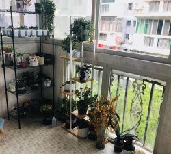 阳台没有栏杆养花