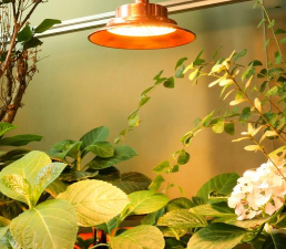 玫瑰花怎么养才不会枯萎，掌握浇水施肥技巧，轻松延长花期