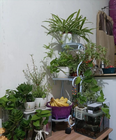 家庭养花用生根粉