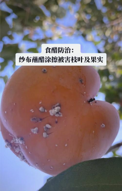 云南：甜柿病虫害发生情况及防治措施