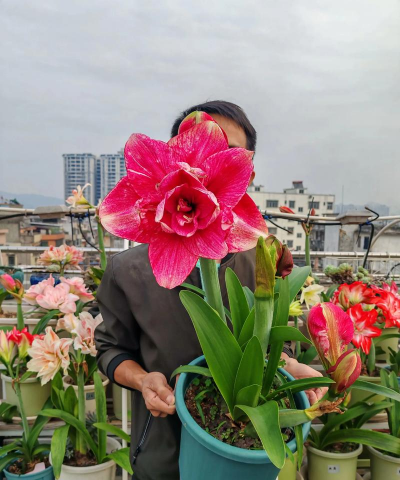 家庭养花用生根粉