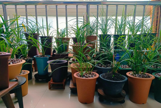 家庭养花用生根粉