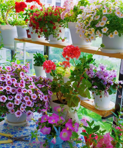 家庭养花用生根粉