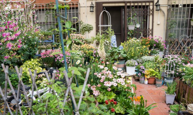 家庭养花用生根粉