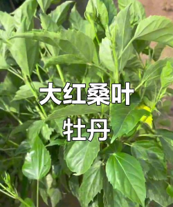 桑叶牡丹施什么肥料