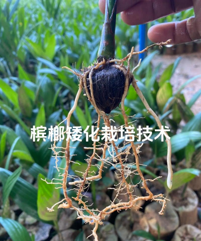 槟榔养花杀虫方法