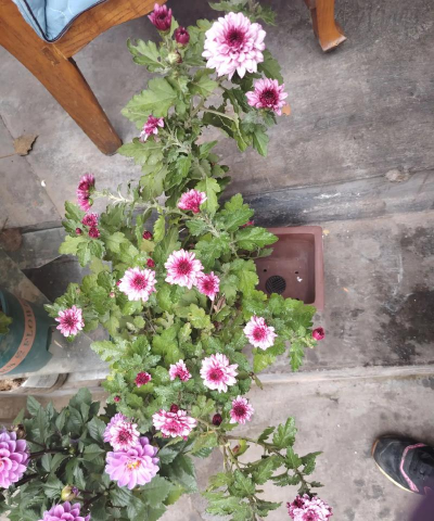 家庭养花用生根粉