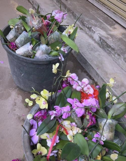 家庭养花用生根粉