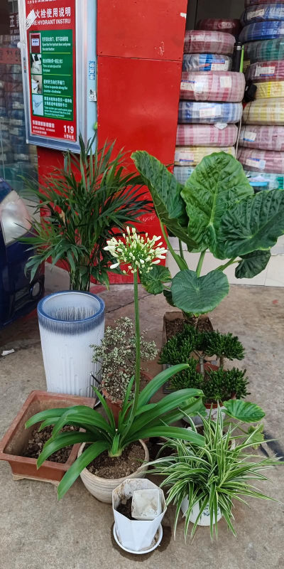 家庭养花用生根粉