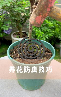 养花如何防风防虫