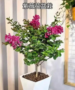 绿化景观设计，提升环境品质，创造宜人空间