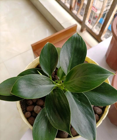 绿化景观设计，提升环境品质，创造宜人空间