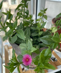 绿化景观设计，提升环境品质，创造宜人空间