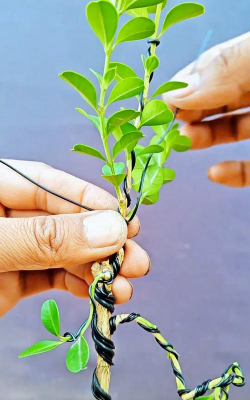 家庭养花用生根粉