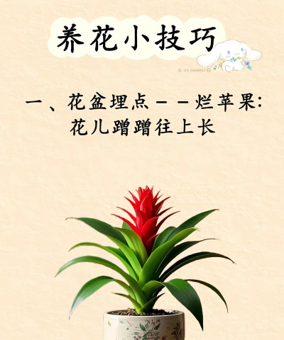 家庭养花用生根粉