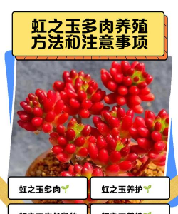 虹之玉夏天如何叶插