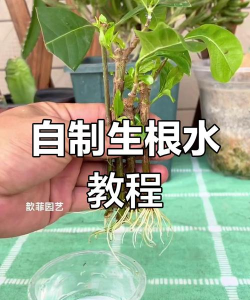 家庭养花用生根粉