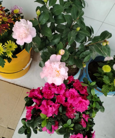 华姐姐楼上养花