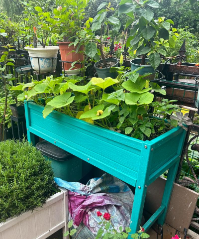 家庭养花用生根粉